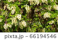 Close-up of spring blooming acacia Robinia pseudoacacia with white flowers among green leaves in the foothills of the North Caucasus 66194546