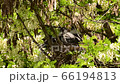 Close-up of the crow Corvus cornix family with spring black and white chicks in the nest on the acacia Robinia pseudoacacia in the foothills of the North Caucasus 66194813