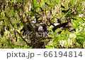 close-up of young black and white chicks of a Corvus cornix crow in a nest on an acacia Robinia pseudoacacia in a foothill park in the North Caucasus 66194814