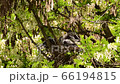 Close-up of spring black and white Corvus cornix chicks in a nest on a flowering acacia tree Robinia pseudoacacia in the foothills of the North Caucasus 66194815