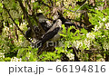 Close-up of a family of young black and white nestlings and a female crow Corvus cornix in a nest on an acacia tree Robinia pseudoacacia in a foothill park in the North Caucasus 66194816