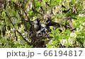 Close-up of black and white chicks of Corvus cornix crow and adult bird in a nest on a spring acacia tree Robinia pseudoacacia in the foothills of the North Caucasus 66194817