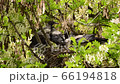 Close-up of young black and white chicks of a Corvus cornix crow in a nest on an acacia Robinia pseudoacacia in a foothill park in the North Caucasus 66194818