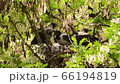 Close-up of black and white Corvus cornix ravens in a nest on an acacia tree Robinia pseudoacacia in a foothill park in the North Caucasus 66194819