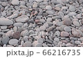 Path of little turtle to ocean. Natural instincts of marine animals. Baby turtle leaving nest and crawling to sea 66216735