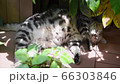 ウッドデッキの木陰で昼寝する猫の動画 66303846