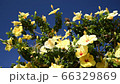 Yellow hibiscus, blue sky, looking up, swaying in the wind, 4K, wide 66329869