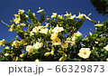 Yellow hibiscus, blue sky, looking up, swaying in the wind, 4K, wide 66329873