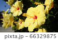 Yellow hibiscus, blue sky, looking up, swaying in the wind, 4K, close-up 66329875