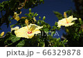 Yellow hibiscus, blue sky, looking up, 4K, swaying in the wind 66329878