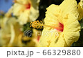 Yellow hibiscus, blue sky, looking up, swaying in the wind, 4K, close-up 66329880