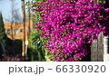 Bougainvillea, flowers, pink, American roadside, 4K 66330920