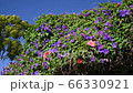 Morning glory, palm tree, left bread, wind, flutter, 4K 66330921