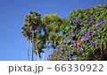 Palm tree, morning glory, right pan, wind, flutter, 4K 66330922