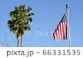 American flag and palm trees 66331535