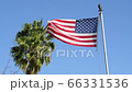 American flag and palm trees 66331536