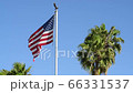 American flag and palm trees 66331537