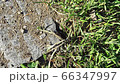 Stock Footage: nest of ants 66347997