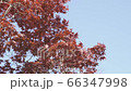 Stock Footage: red maple swaying in the wind 66347998
