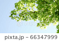 Stock Footage: Maple of fresh green swaying in the wind 66347999