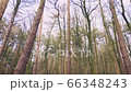 A peaceful still shot of a dense forest in north yorkshire in England during an overcast winters day 66348243