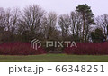 An empty wooden park bench in a local park surrounded by bright red bushes 66348251