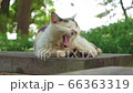 大きなあくびをする野良猫　夏の公園にて 66363319