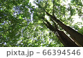 風に揺さぶられる木を見上げる　森の中にて 66394546