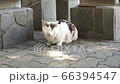 小さな声で鳴き続ける野良猫 66394547