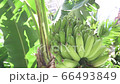 香蕉在熱帶國家 66493849