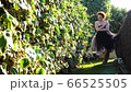 A beautiful girl with white skin and red hair in the garden on a Sunny day A beautiful girl with white skin and red hair in the garden on a Sunny day 66525505