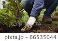 Man planting juniper plants in the yard. Seasonal works in the garden. Landscape design. Landscaping. 66535044