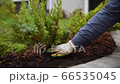 Gardener mulching with pine bark juniper plants in the yard. Seasonal works in the garden. Landscape design. Landscaping. 66535045