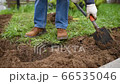 Man diging holes a shovel for planting juniper plants in the yard or garden. Landscape design. Landscaping. 66535046