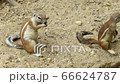 Barbary ground squirrel (Atlantoxerus getulus) eating. A small species of rodent. It is endemic to Western Sahara, Algeria and Morocco and has been introduced into the Canary Islands. 66624787