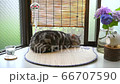 夏の出窓で眠る猫 66707590