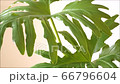 [Tropical taste] A serene foliage plant with large green leaves swaying in the wind 66796604