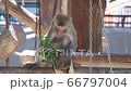 アカゲザル 66797004