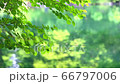 新緑が映る水面 66797006