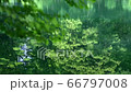 新緑が映る水面 66797008
