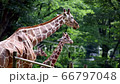 キリン 66797048