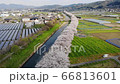 福岡県うきは市流川の桜並木 66813601