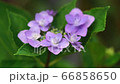 繡球 66858650