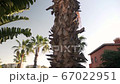 Cabo holiday destination tropical leafy palm tree tilt to sunshine paradise sky 67022951
