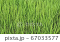 I hope for good harvest 67033577