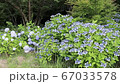 Hydrangea on the lake side 67033578