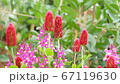 Strawberry candles swaying in the wind 67119630