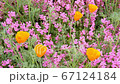 Early summer poppy and pink small flowers swaying in the wind 67124184