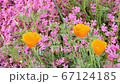 Early summer poppy and pink small flowers swaying in the wind 67124185