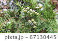 Full HD video. Vertical panorama of landscape park with a thuja 67130445